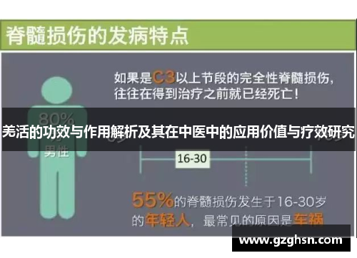 羌活的功效与作用解析及其在中医中的应用价值与疗效研究